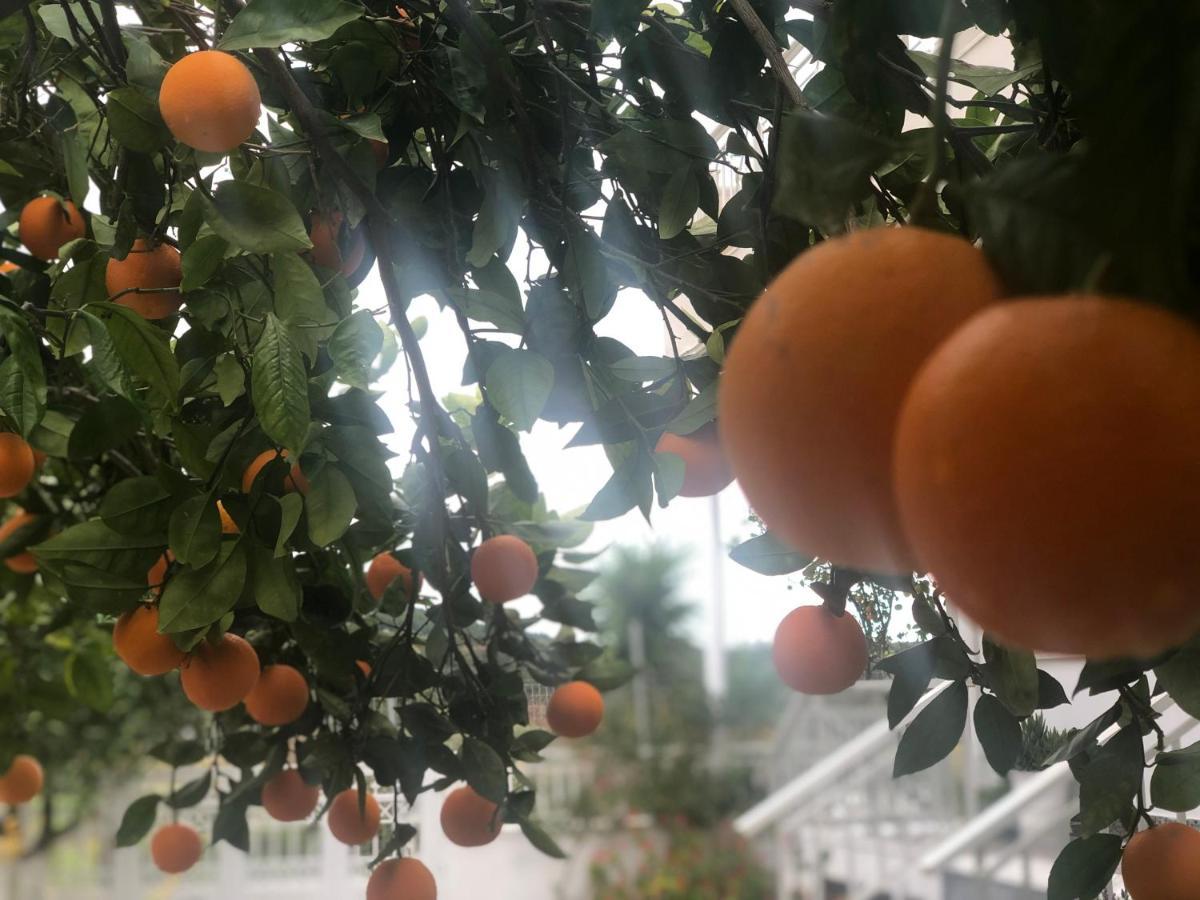 Kalavárda Lemon Tree'S House 빌라 외부 사진