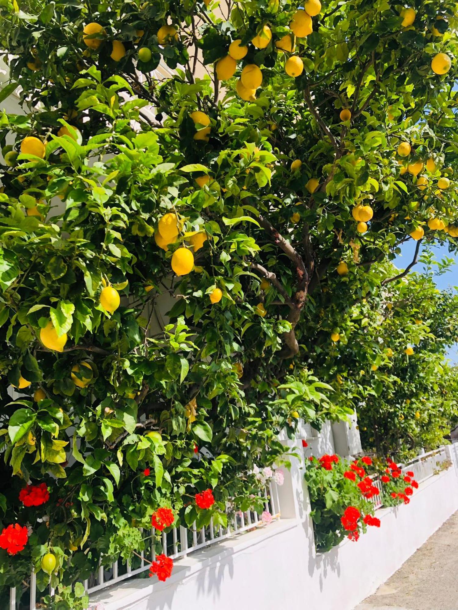 Kalavárda Lemon Tree'S House 빌라 외부 사진